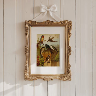 North American Birds Gustav Mützel Poster