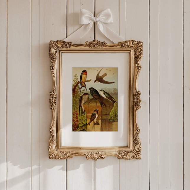 North American Birds | Gustav Mützel Poster (Creator Uploaded)