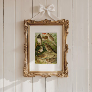 North American Birds Gustav Mützel Poster