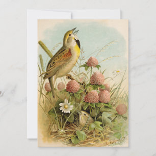 North American Birds Robert Ridgway