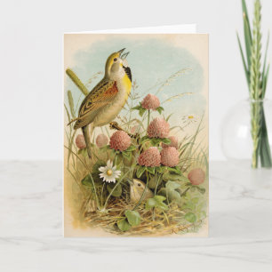 North American Birds Robert Ridgway Card