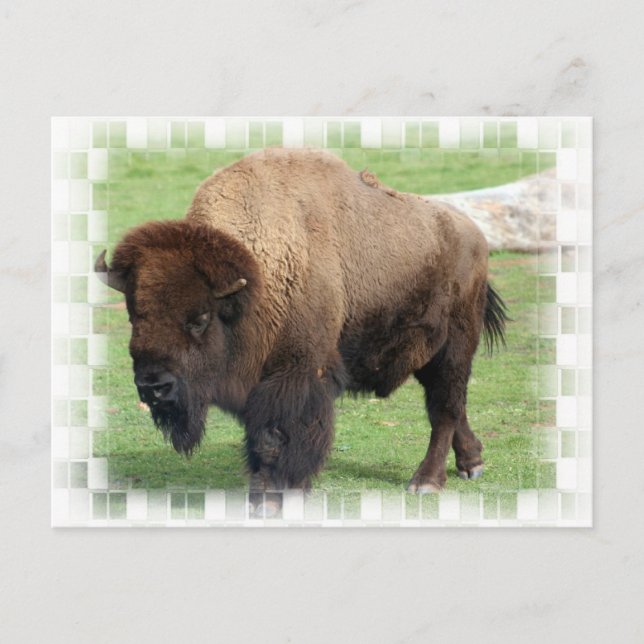 North American Bison Postcard (Front)