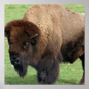 North American Bison Print
