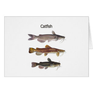 North American Catfish Logo