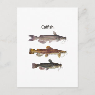 North American Catfish Logo Postcard