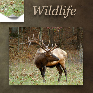 North American Elk Poster