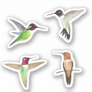 North American Hummingbirds