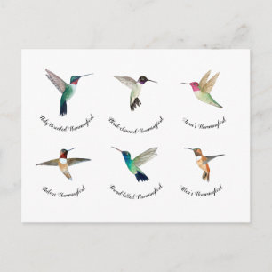 North American Hummingbirds  Postcard