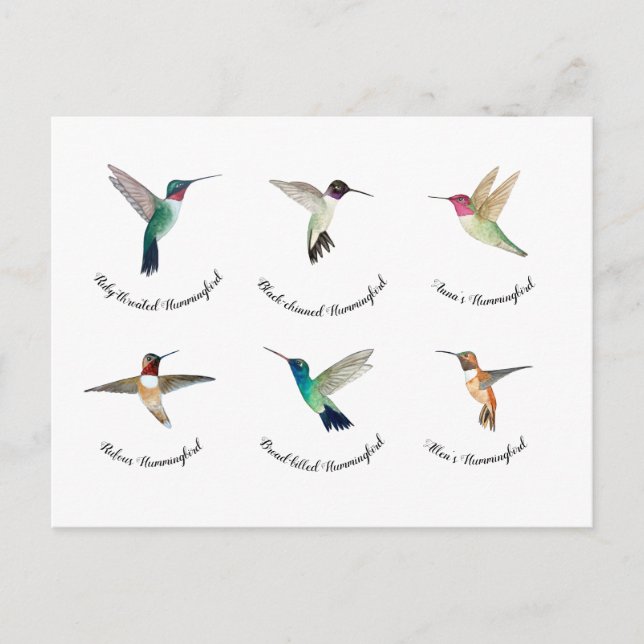 North American Hummingbirds  Postcard (Front)