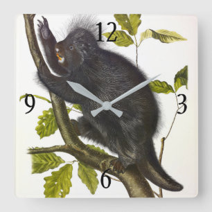 North American or Canada Porcupine by Audubon Square Wall Clock