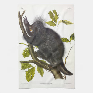 North American or Canada Porcupine by Audubon Tea Towel