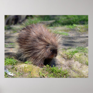 North American porcupine  Poster