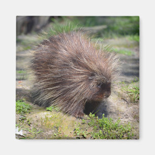 North American porcupine  Poster Magnet