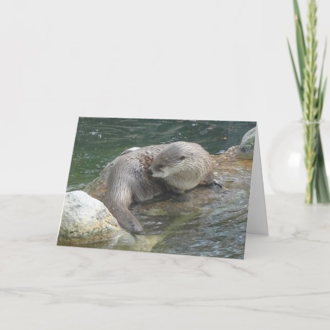 North American River Otter #2 Card (Front)