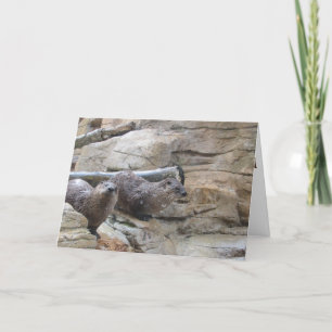 "North American River Otters" Thank You Card