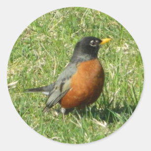North American Robin Sticker