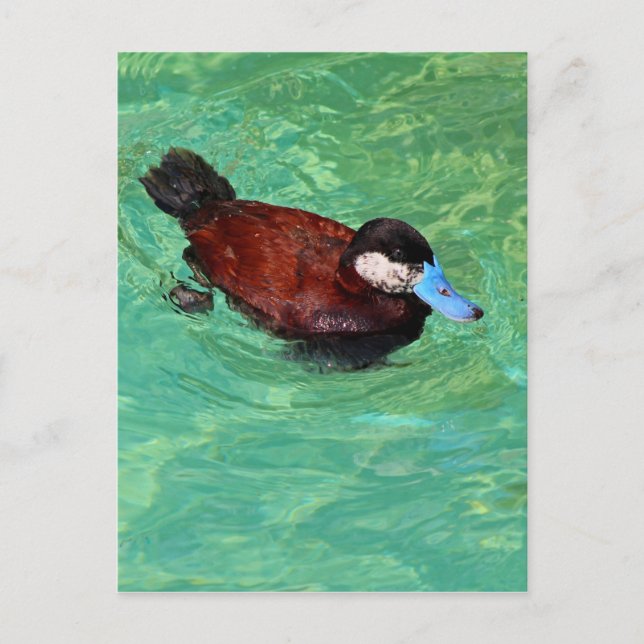 North American Ruddy Duck III Postcard (Front)
