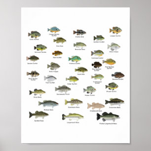 North American  Sunfish Group (named) Poster