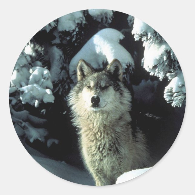North American Timber Wolf in Snow Classic Round Sticker (Front)