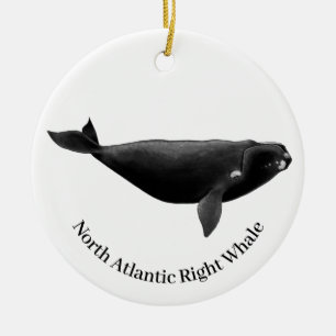 North Atlantic Right Whale Eubalaena Glacialis  Ceramic Ornament