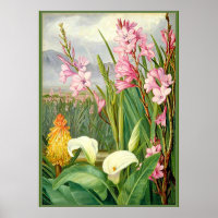 North - Beauties of the Swamps, botanical art
