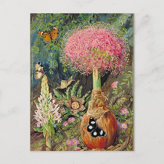 North - Buphane Toricara and Other Flowers Postcard (Front)