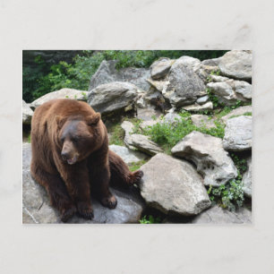 North Carolina Bears Postcard