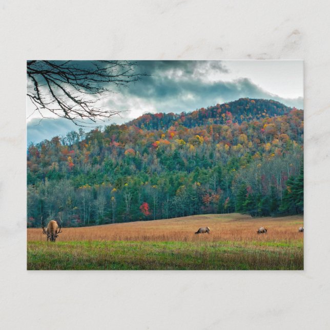 North Carolina scenic meadow with elk Postcard (Front)
