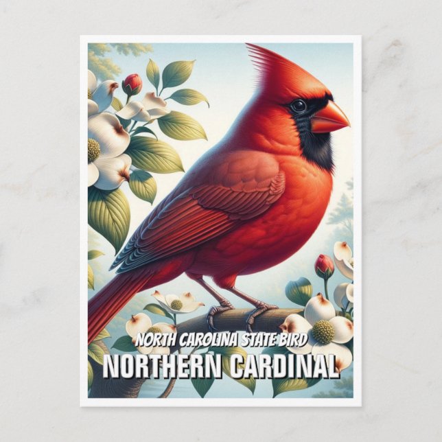 North Carolina State Bird Northern Cardinal Postcard (Front)