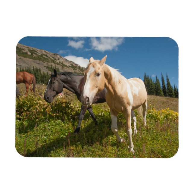 North Cascades National Park Magnet (Horizontal)