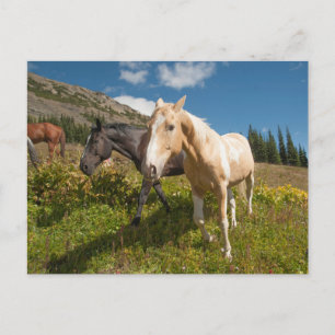 North Cascades National Park Postcard