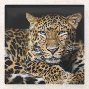 North China Leopard Zoo Illustration Glass Coaster