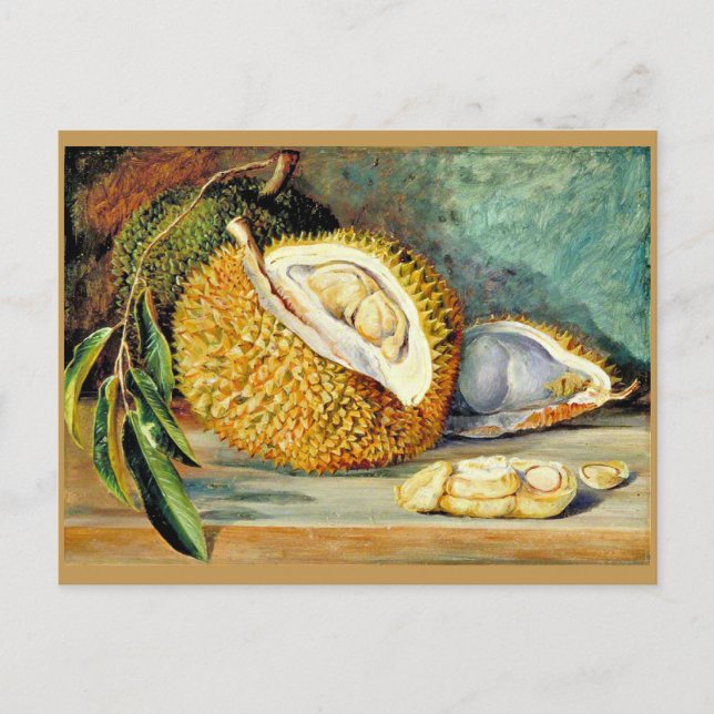North - Durian, fruit from a large tree, Postcard (Front)