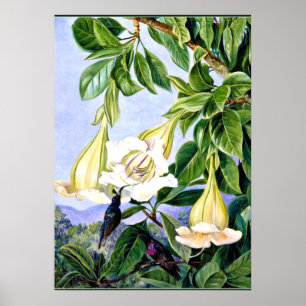 North - Foliage and Flowers of a tropical American Poster