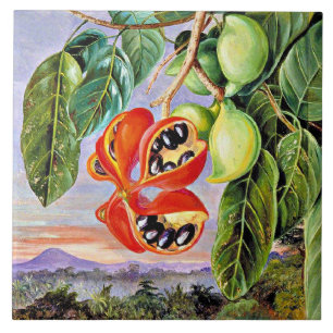 North - Foliage and Fruit Sterculia Parviflora Ceramic Tile