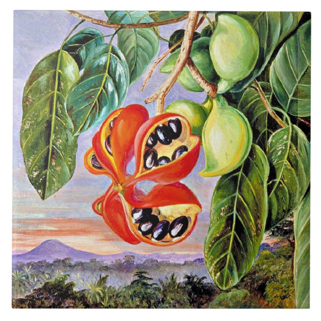 North - Foliage and Fruit Sterculia Parviflora Ceramic Tile (Front)
