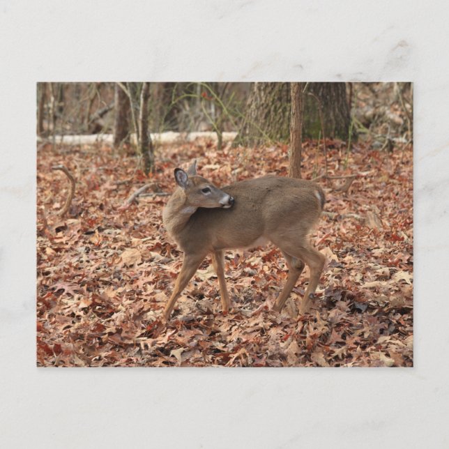 North Georgia Mountain Whitetail Deer Postcard (Front)