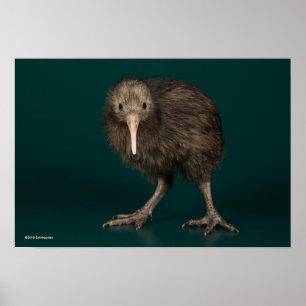 North Island Brown Kiwi Poster