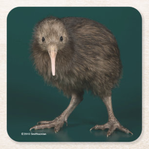North Island Brown Kiwi Square Paper Coaster