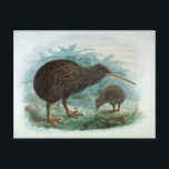 North Island Brown Kiwi Vintage Bird Illustration Postcard<br><div class="desc">Illustration taken from " A History of the Birds of New Zealand" by Walter Lawry Buller published in 1873. Illustrations are by J.G. Keulemans.</div>