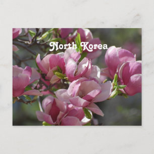 North Korea Magnolia Postcard