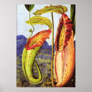 North - Nepenthes Iana 1876 Poster