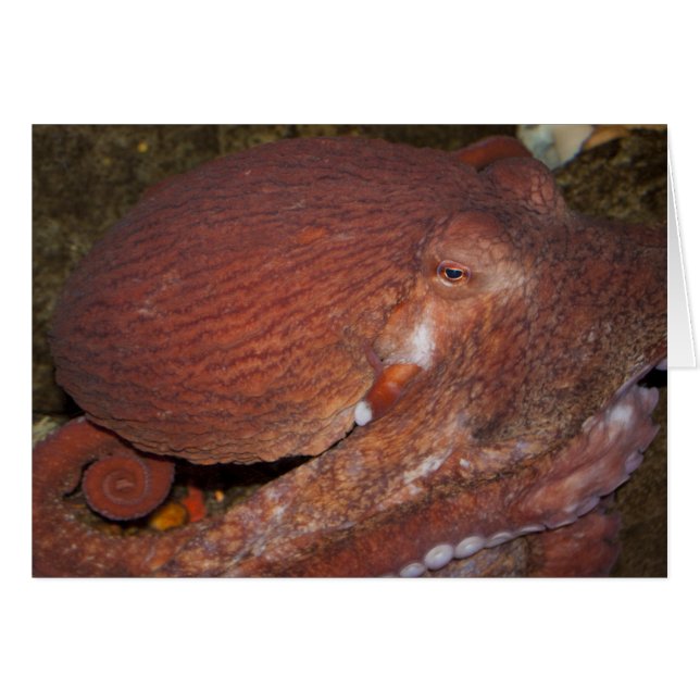 North Pacific Giant Octopus (Front Horizontal)