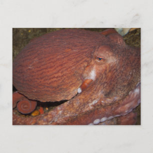 North Pacific Giant Octopus Postcard