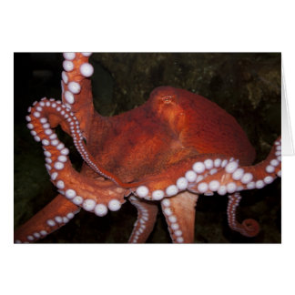 North Pacific Octopus