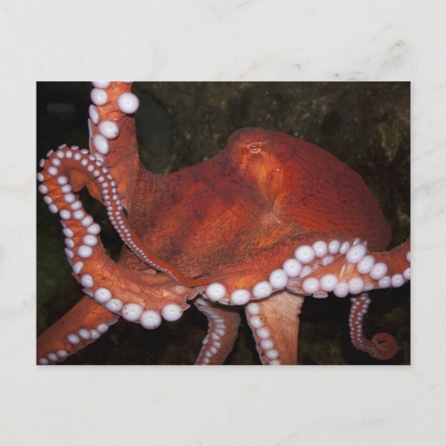North Pacific Octopus Postcard (Front)