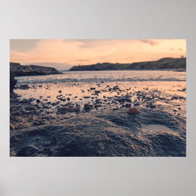 North Sea Shell Poster (Front)