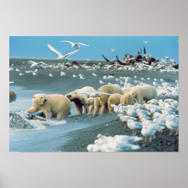North Slope, Alaska. Polar Bears Ursus Poster (Front)