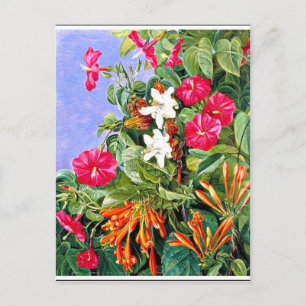 North - Wildflowers at Morro Velho, Brazil Postcard