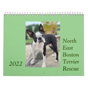 Northeast Boston Terrier Rescue 2022 Calendar